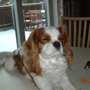 Cavalier king charles spaniel baloo
