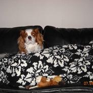 Cavalier king charles spaniel baloo