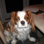 Cavalier king charles spaniel baloo