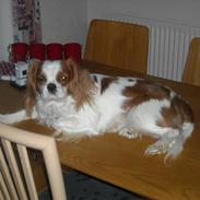 Cavalier king charles spaniel baloo