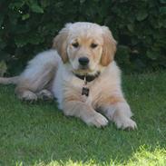 Golden retriever Snif