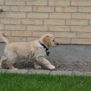 Golden retriever Snif