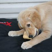 Golden retriever Snif