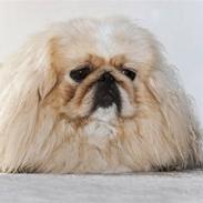 Pekingeser Nicolaj