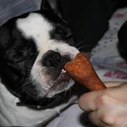 Fransk bulldog Lulu