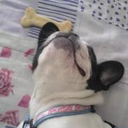 Fransk bulldog Lulu