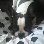 Fransk bulldog Lulu