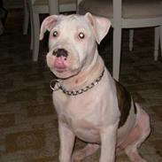 Amerikansk bulldog King 28/06/2009