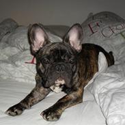 Fransk bulldog Anton