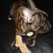 Fransk bulldog Anton