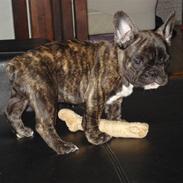 Fransk bulldog Anton