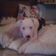 Amerikansk bulldog King 28/06/2009