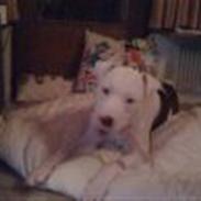 Amerikansk bulldog King 28/06/2009