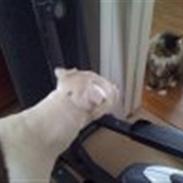 Amerikansk bulldog King 28/06/2009