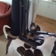 Amerikansk bulldog King 28/06/2009