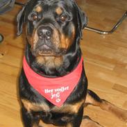 Rottweiler Bamse 