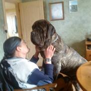 Mastino napoletano carlo/solgt/Død