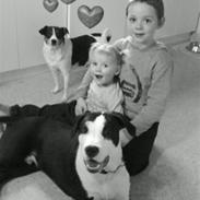 Amerikansk staffordshire terrier Vuk