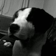 Amerikansk staffordshire terrier Vuk