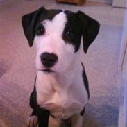 Amerikansk staffordshire terrier Vuk
