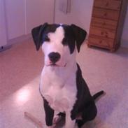 Amerikansk staffordshire terrier Vuk
