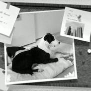 Amerikansk staffordshire terrier Vuk
