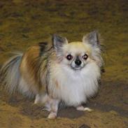 Chihuahua Minimo Perro's Cotilleo