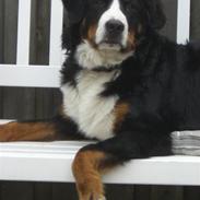 Berner sennenhund Tyson