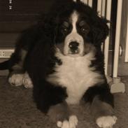 Berner sennenhund Tyson