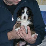 Berner sennenhund Tyson