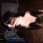 Berner sennenhund Tyson