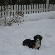 Berner sennenhund Tyson