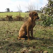 Rhodesian ridgeback Berko