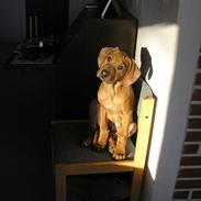 Rhodesian ridgeback Berko