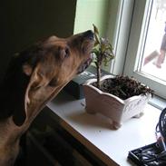 Rhodesian ridgeback Berko