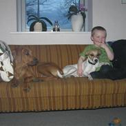 Rhodesian ridgeback Berko