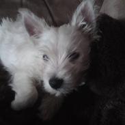 West highland white terrier Magnus Airas