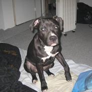 Blanding af racer Chico