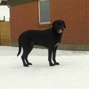 Labrador retriever Mikkel - R.I.P | SAVNET |