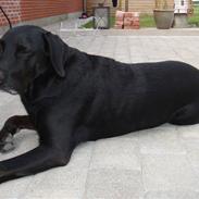 Labrador retriever Mikkel - R.I.P | SAVNET |