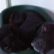 Labrador retriever Mikkel - R.I.P | SAVNET |