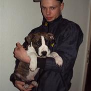 Amerikansk staffordshire terrier chester