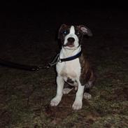 Amerikansk staffordshire terrier chester