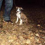 Amerikansk staffordshire terrier chester