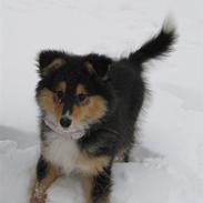 Shetland sheepdog Ida