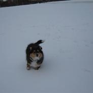 Shetland sheepdog Ida
