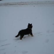 Shetland sheepdog Ida