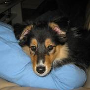 Shetland sheepdog Ida