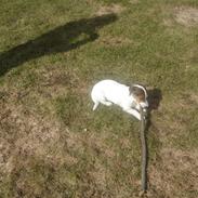 Jack russell terrier Ronaldo