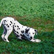 Dalmatiner Freja